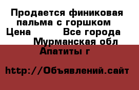 Продается финиковая пальма с горшком › Цена ­ 600 - Все города  »    . Мурманская обл.,Апатиты г.